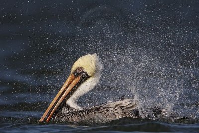 _MG_4027 Brown Pelican.jpg