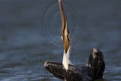 _MG_4057 Brown Pelican.jpg