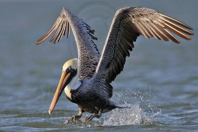 _MG_4079 Brown Pelican.jpg