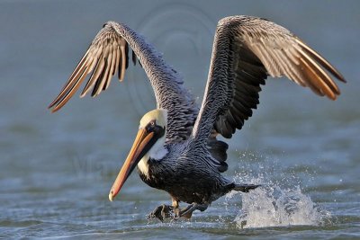 _MG_4081 Brown Pelican.jpg