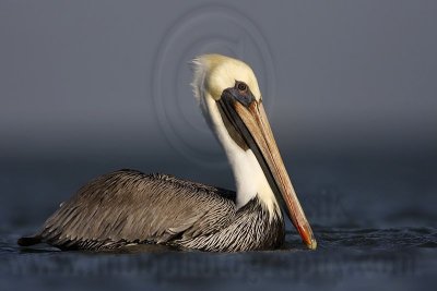 _MG_4251 Brown Pelican.jpg
