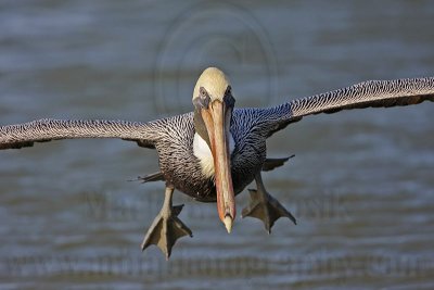 _MG_4353 Brown Pelican.jpg