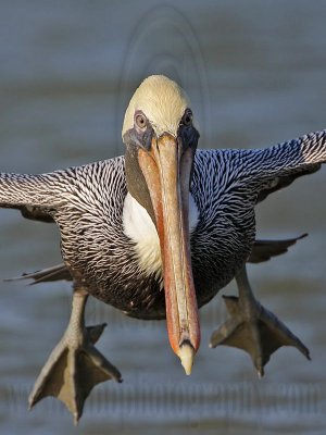 _MG_4353crop1 Brown Pelican.jpg