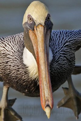 _MG_4353crop2 Brown Pelican.jpg