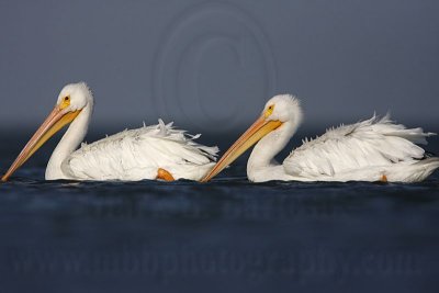 _MG_4145 American White Pelican.jpg