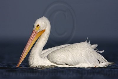 _MG_4216 American White Pelican.jpg