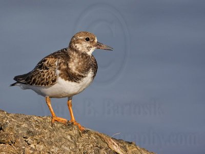 _MG_4287 Ruddy Turnstone.jpg