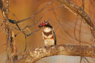 _MG_7377 Belted Kingfisher pounding fish.jpg
