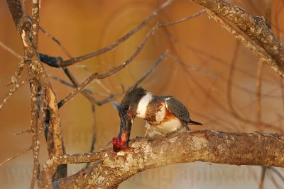 _MG_7391 Belted Kingfisher pounding fish.jpg