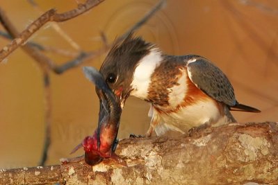_MG_7391crop Belted Kingfisher pounding fish.jpg