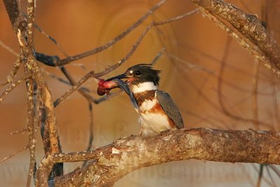 _MG_7395 Belted Kingfisher pounding fish.jpg