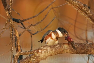 _MG_7400 Belted Kingfisher pounding fish.jpg