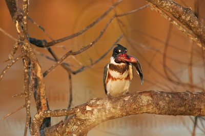 _MG_7402 Belted Kingfisher pounding fish.jpg