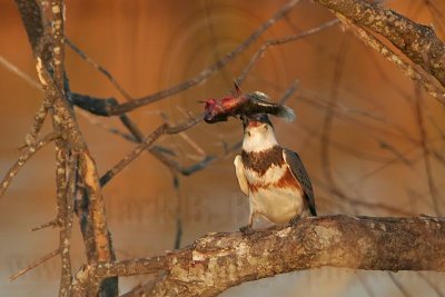 _MG_7415 Belted Kingfisher pounding fish.jpg