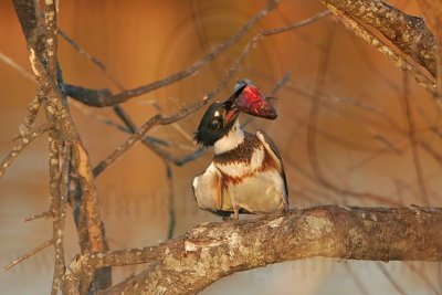 _MG_7416 Belted Kingfisher pounding fish.jpg
