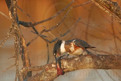 _MG_7417 Belted Kingfisher pounding fish.jpg