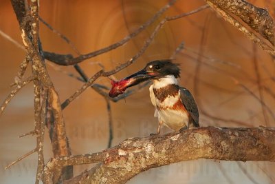 _MG_7418 Belted Kingfisher pounding fish.jpg