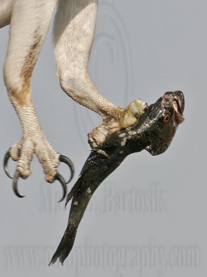 _MG_0658crop Osprey.jpg
