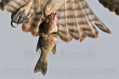 _MG_0660 Osprey.jpg