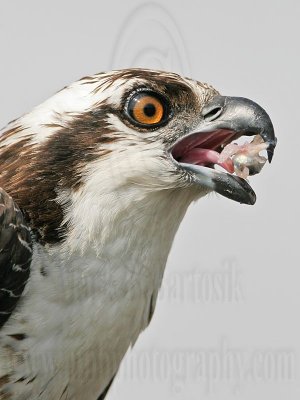 _MG_3433 Osprey with Largemouth Bass eye.jpg