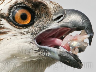 _MG_3433crop Osprey with Largemouth Bass eye.jpg