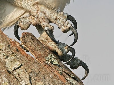 _MG_4990 Osprey.jpg