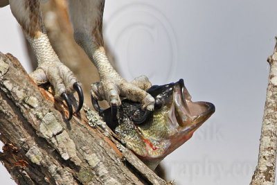 _MG_6488 Osprey.jpg