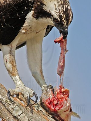 _MG_7915 Osprey with Largemouth Bass stomach containing dragonfly.jpg