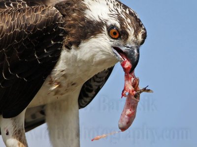 _MG_7937 Osprey with Largemouth Bass stomach containing dragonfly.jpg