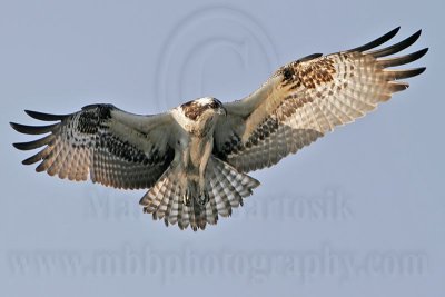 _MG_9273 Osprey.jpg