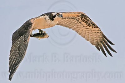 _MG_9399 Osprey.jpg