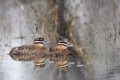 _MG_0110 Masked Duck.jpg