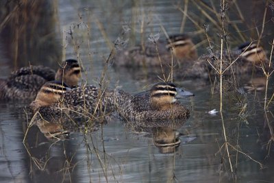 Masked Duck: Sleeping - Resting