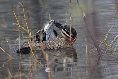 _MG_0260 Masked Duck.jpg