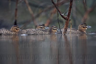 _MG_0555 Masked Duck.jpg