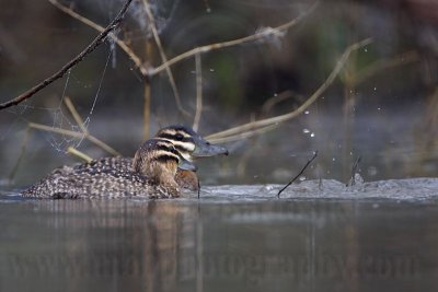 _MG_0799 Masked Duck.jpg