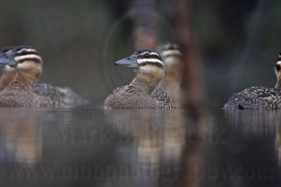 _MG_1102 Masked Duck.jpg