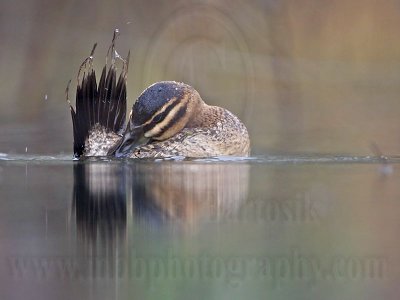 _MG_1495 Masked Duck.jpg