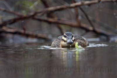 Masked Duck: Feeding on unknown plant (chewing stem under the water)