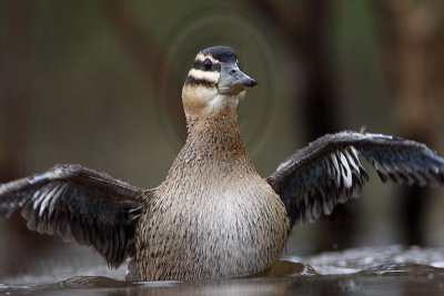 Masked Duck: Comfort Movements: Wings Flapping