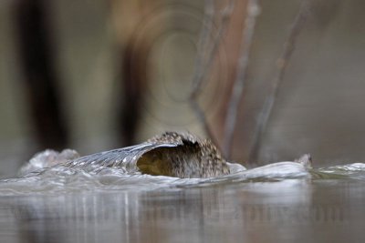 _MG_2849 Masked Duck.jpg