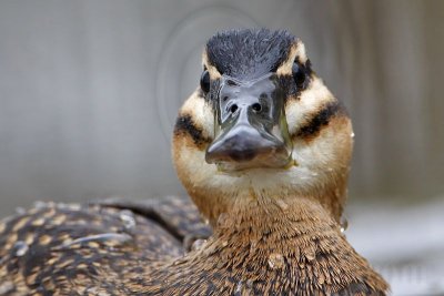 _MG_3249 Masked Duck.jpg