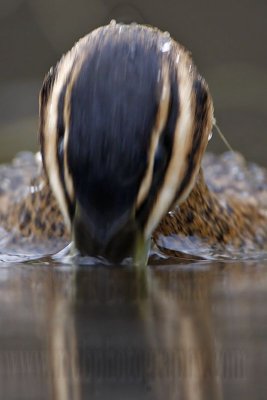 _MG_3305 Masked Duck.jpg