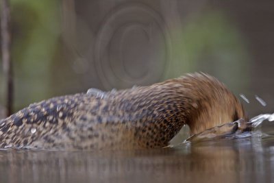 _MG_3401 Masked Duck.jpg