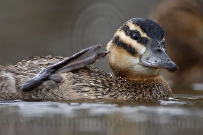 Masked Duck: Comfort Movements: Direct Head and Neck Scratching