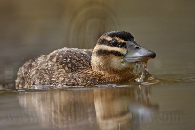 _MG_3531 Masked Duck.jpg