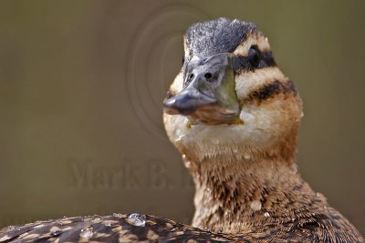 _MG_3616 Masked Duck.jpg
