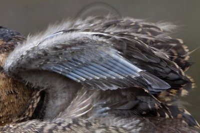 _MG_3649crop Masked Duck.jpg