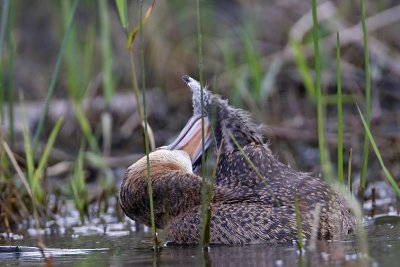 _MG_4322 Masked Duck.jpg