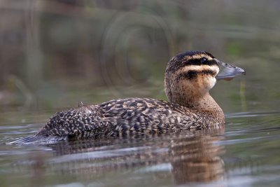 _MG_4367 Masked Duck.jpg